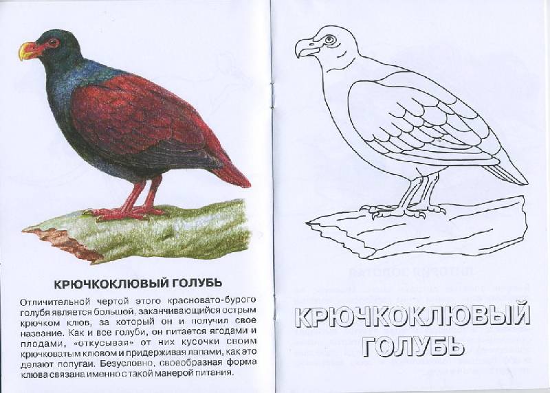 Иллюстрация 3 из 4 для Орнитоптера. Живой мир Австралии | Лабиринт - книги. Источник: Pallada