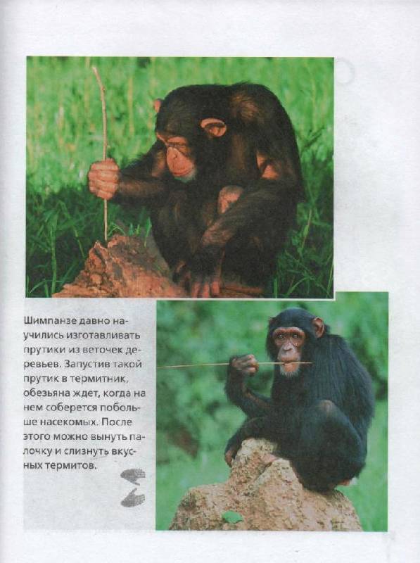 Иллюстрация 9 из 26 для Прогулка по зоопарку - Джинни Джонсон | Лабиринт - книги. Источник: Zhanna