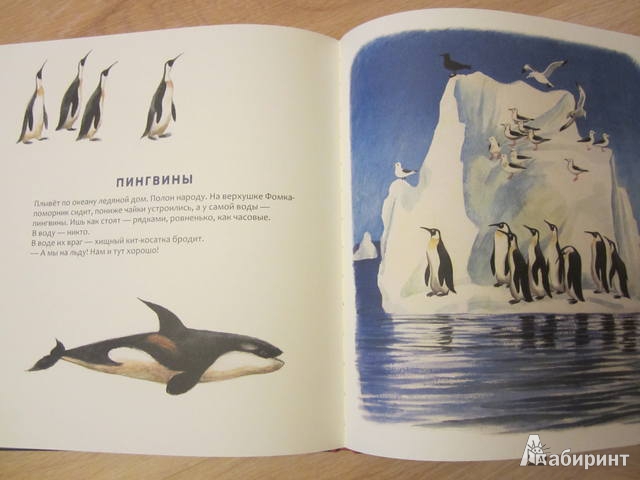 Иллюстрация 15 из 61 для Кто в море живет - Святослав Сахарнов | Лабиринт - книги. Источник: Shona