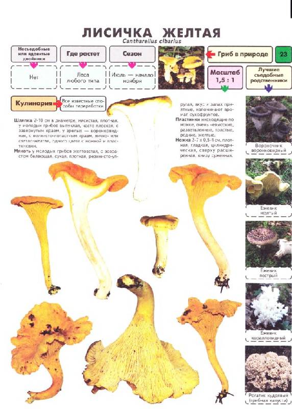 Иллюстрация 8 из 21 для Самые распространенные съедобные грибы. Справочник-определитель начинающего грибника - Михаил Вишневский | Лабиринт - книги. Источник: Юта