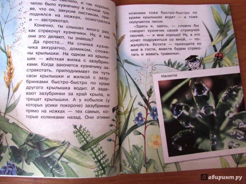 Иллюстрация 37 из 46 для Сидел в траве кузнечик - Юрий Аракчеев | Лабиринт - книги. Источник: настя тимарг