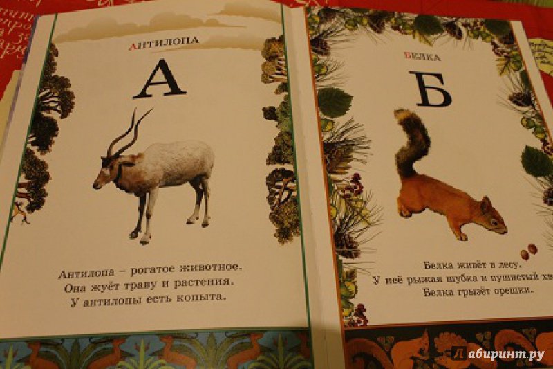 Иллюстрация 24 из 34 для Иллюстрированная азбука животного мира | Лабиринт - книги. Источник: Татьяна  Сергеевна