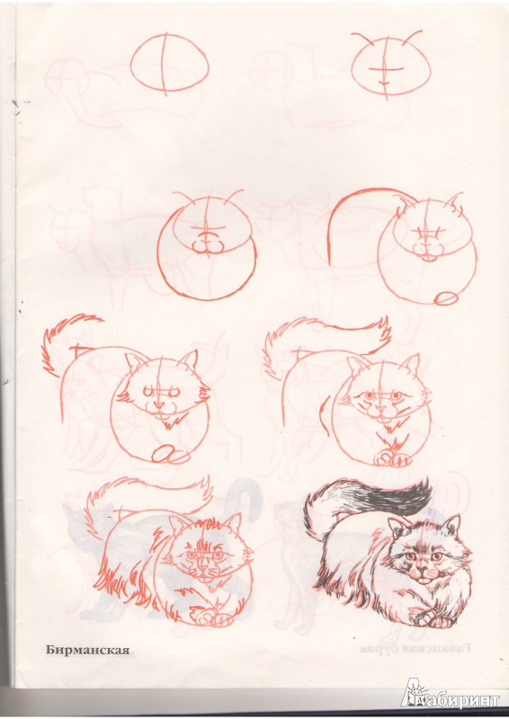 Иллюстрация 9 из 35 для Рисуем 50 кошек - Ли Эймис | Лабиринт - книги. Источник: Tiger.
