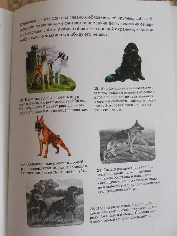 Иллюстрация 3 из 15 для Собаки - А. Бугаев | Лабиринт - книги. Источник: Сороконожка