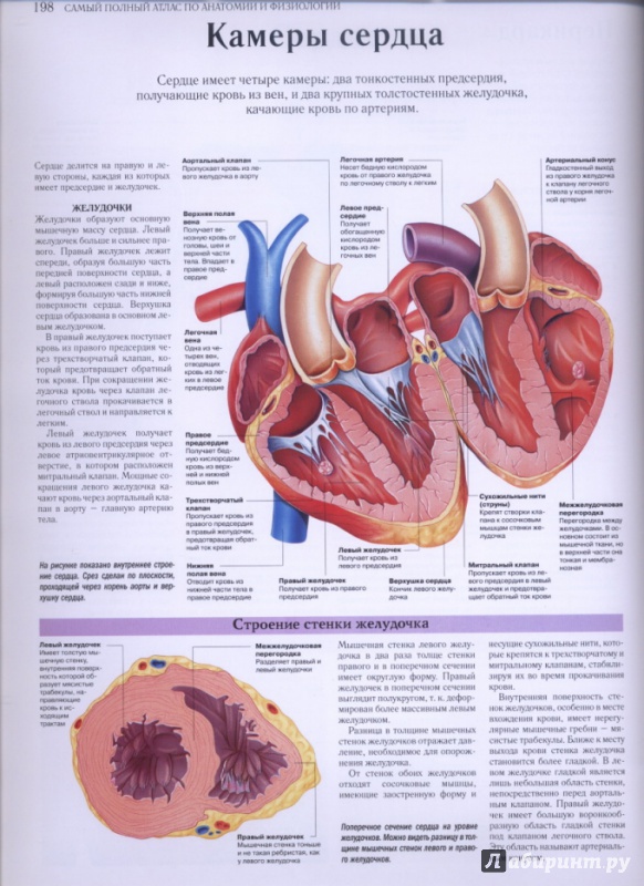 Иллюстрация 16 из 27 для Самый полный атлас по анатомии и физиологии | Лабиринт - книги. Источник: lidiya15