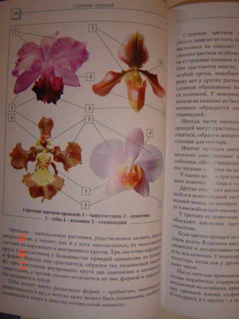 Иллюстрация 20 из 34 для Орхидеи - Коломейцева, Герасимов | Лабиринт - книги. Источник: Leyla