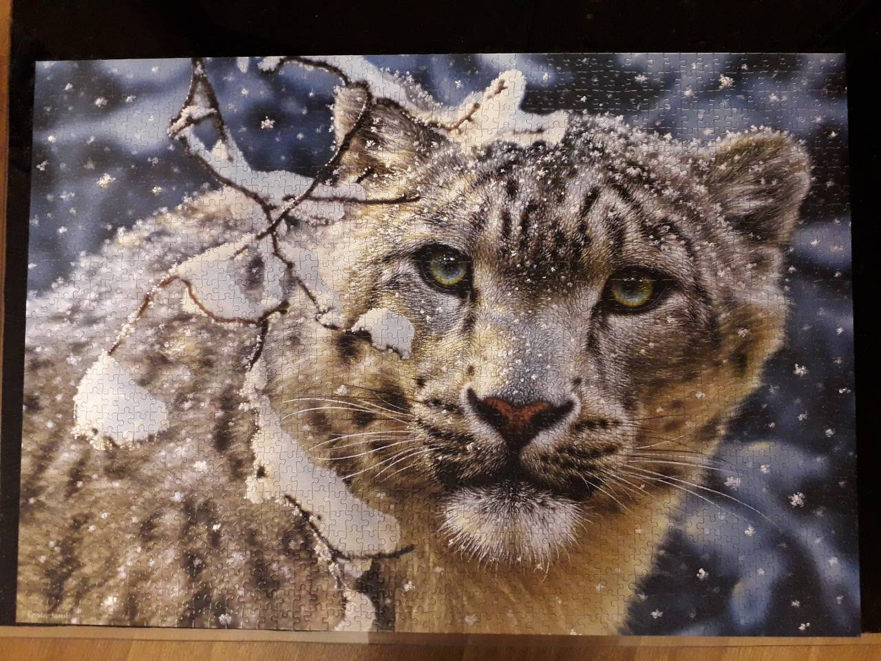 Иллюстрация 4 из 8 для Puzzle-1500. "Снежный леопард" (С-150823) | Лабиринт - игрушки. Источник: Гаврилова  Ольга
