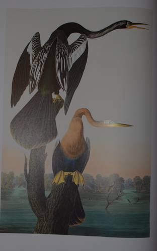 Иллюстрация 26 из 31 для Птицы Америки (в футляре) - Джеймс Одюбон | Лабиринт - книги. Источник: Наталья Бухтиярова