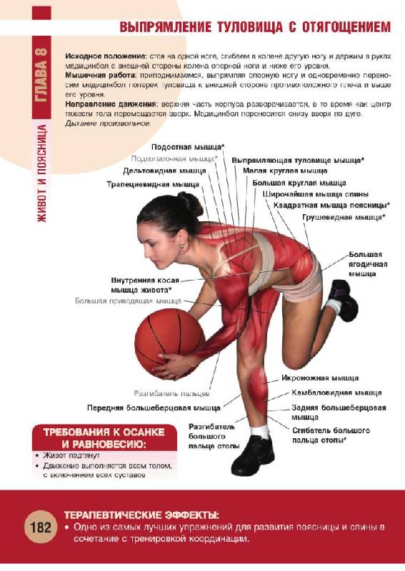 Иллюстрация 32 из 55 для Анатомия физических упражнений - Михаил Ингерлейб | Лабиринт - книги. Источник: фиалка