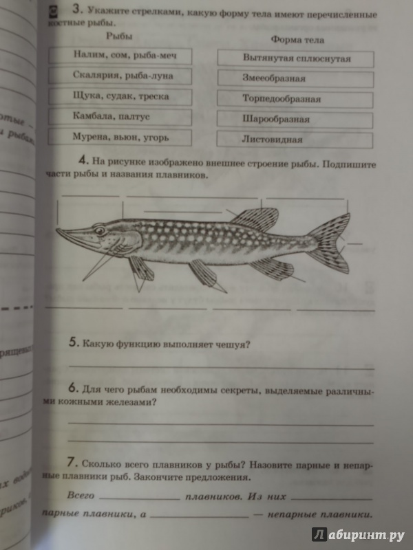 Русский язык 7 класс рыб. Учебник 7 класса по биологии с рыбой. Лабораторная работа рыбы 7 класс биология. Класс рыбы задание. Лабораторная по биологии 7 класс по рыбам.