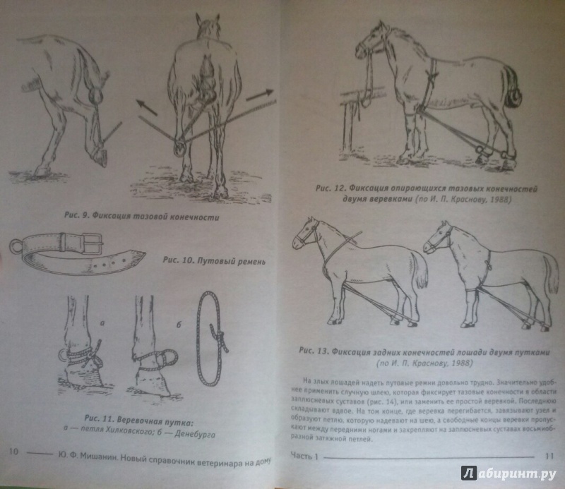 Иллюстрация 21 из 36 для Новый справочник ветеринара на дому - Юрий Мишанин | Лабиринт - книги. Источник: SiB