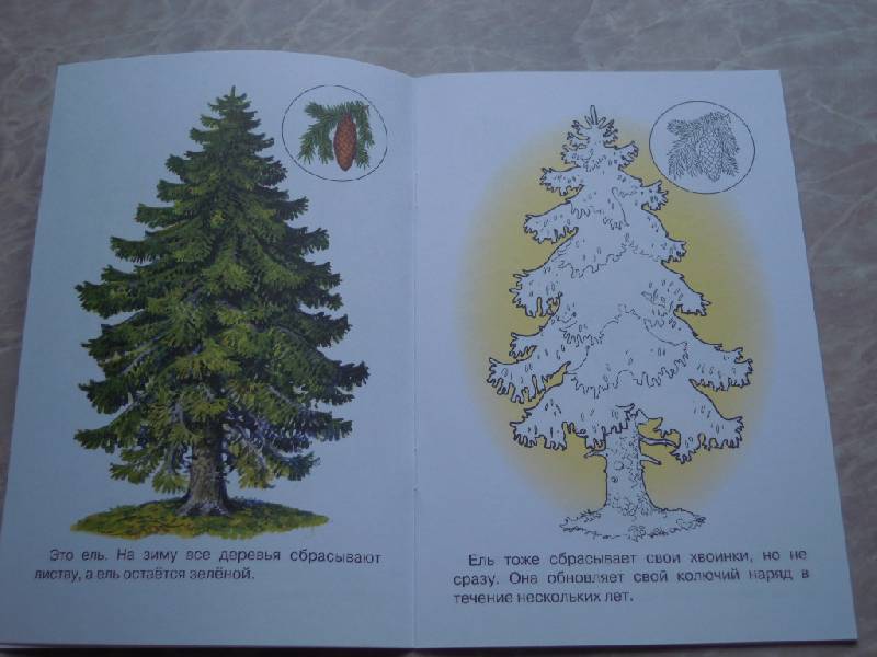 Иллюстрация 7 из 8 для Раскраска. Деревья | Лабиринт - книги. Источник: Iwolga