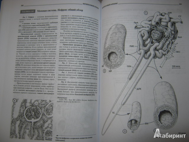 Иллюстрация 9 из 11 для Атлас микроскопической анатомии человека - Радивой Крстич | Лабиринт - книги. Источник: Евгения39