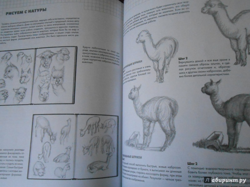 Иллюстрация 28 из 30 для Рисуем животных - Питер Грей | Лабиринт - книги. Источник: Леан