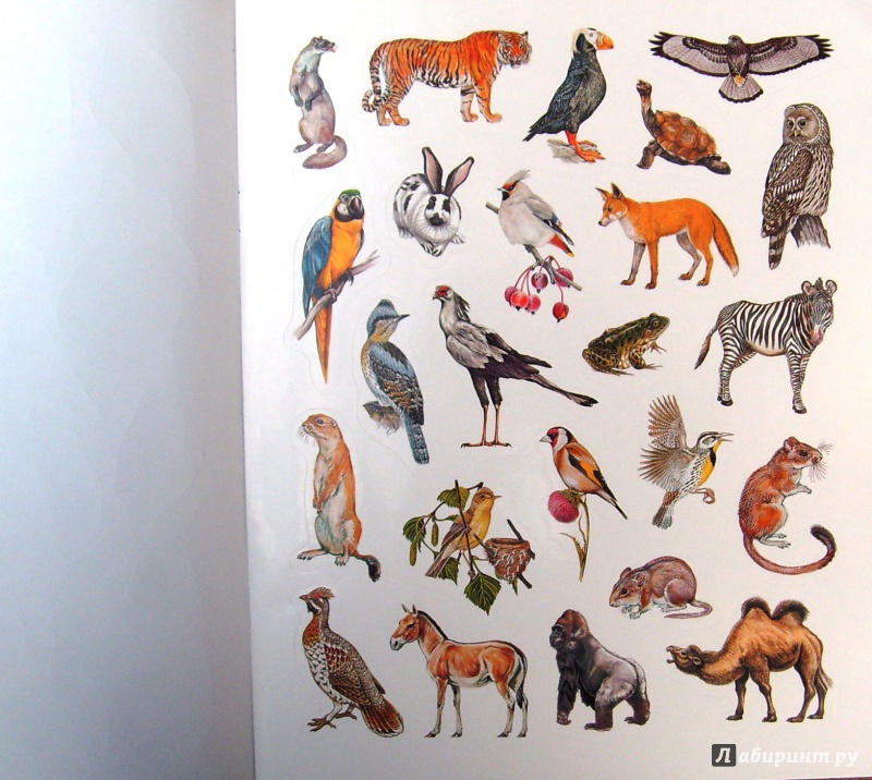 Иллюстрация 6 из 11 для Большая книга развивающих наклеек. Животные | Лабиринт - книги. Источник: Соловьев  Владимир