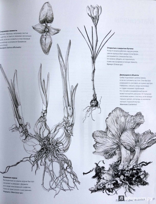 Иллюстрация 30 из 40 для Ботаника для художника. Полное руководство по рисованию растений - Сара Симблет | Лабиринт - книги. Источник: Лабиринт