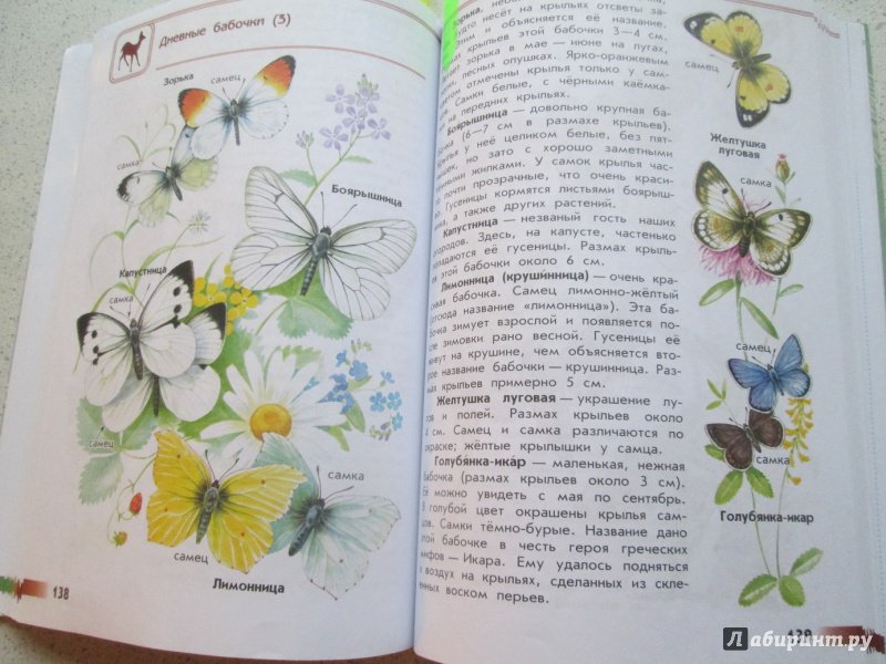 Зеленые страницы первые бабочки читать. Атлас определитель Плешаков бабочки. Клевер атлас определитель. Атлас определитель 1-4. Атлас определитель Плешаков жуки.