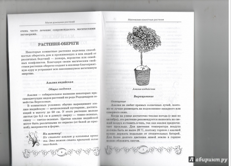 Иллюстрация 2 из 22 для Магия домашних растений - М. Василенко | Лабиринт - книги. Источник: Никед