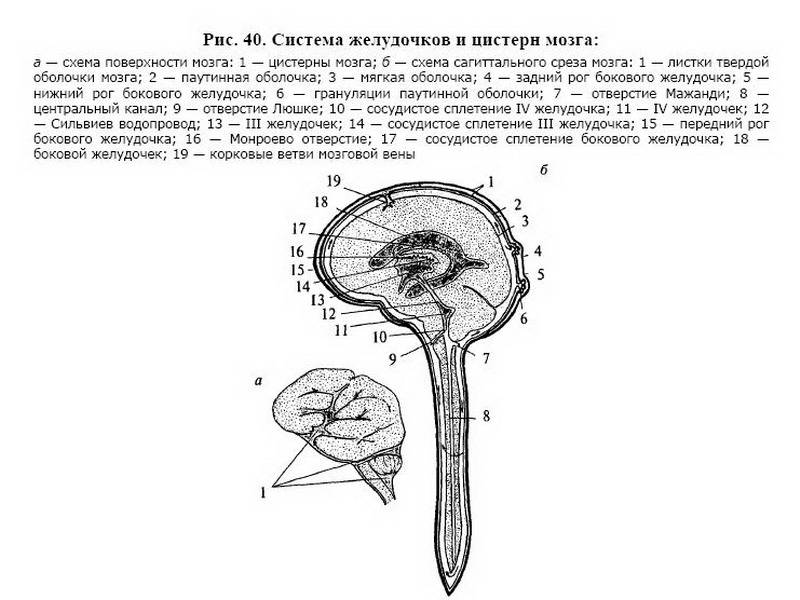 Иллюстрация 11 из 13 для Анатомия центральной нервной системы - Воронова, Климова, Менджерицкий | Лабиринт - книги. Источник: Machaon
