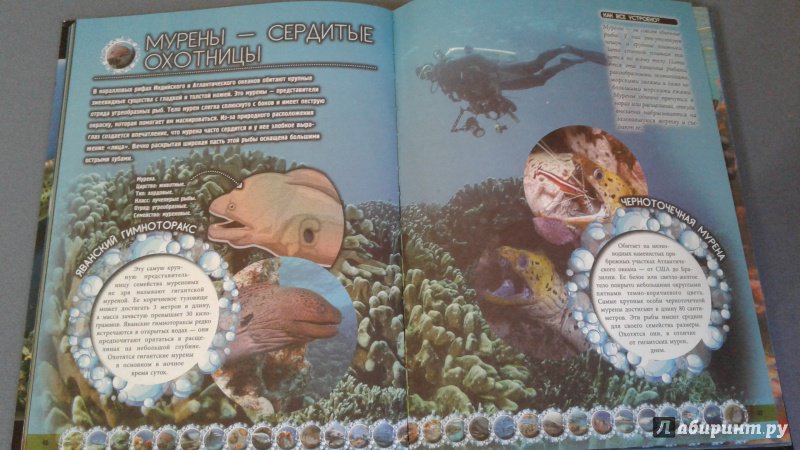Иллюстрация 15 из 15 для Обитатели морей и океанов - Дмитрий Кошевар | Лабиринт - книги. Источник: Кузьминова  Екатерина