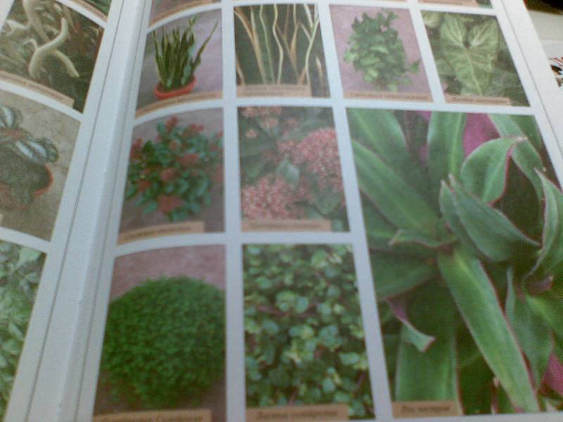 Иллюстрация 2 из 3 для Экзотические комнатные растения | Лабиринт - книги. Источник: Юлия7