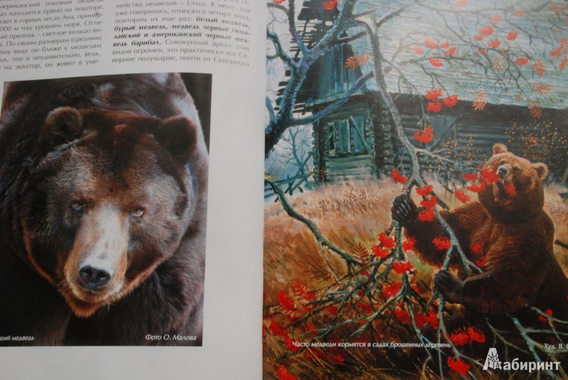 Иллюстрация 15 из 43 для Охота на медведя - Олег Малов | Лабиринт - книги. Источник: bailadora