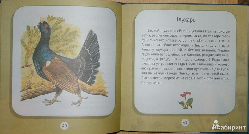 Иллюстрация 3 из 21 для Про птиц. Моя первая книга о животных - Александр Тихонов | Лабиринт - книги. Источник: om-2