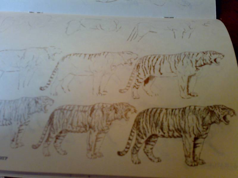 Иллюстрация 16 из 18 для Рисуем 50 исчезающих животных - Эймис, Бадд | Лабиринт - книги. Источник: Юлия7