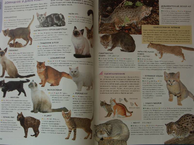 Иллюстрация 6 из 37 для Животные. Лучшие фотографии со всего мира | Лабиринт - книги. Источник: shanti
