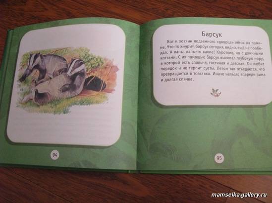 Иллюстрация 16 из 16 для Под пологом леса. Моя первая книга о животных | Лабиринт - книги. Источник: mamselka