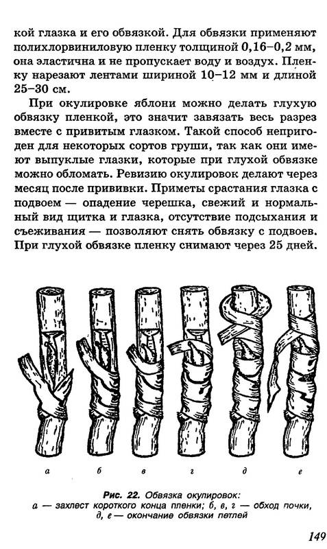 Иллюстрация 17 из 20 для Яблоня, груша - Надежда Капичникова | Лабиринт - книги. Источник: Ялина