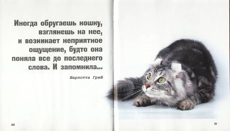 Иллюстрация 22 из 30 для Кошки - это духи, спустившиеся на землю | Лабиринт - книги. Источник: ЛиС-а