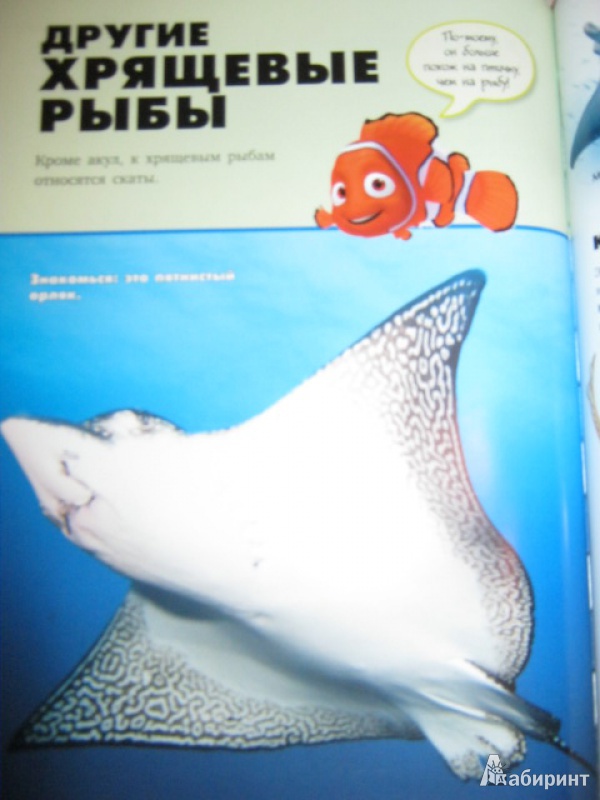 Иллюстрация 17 из 40 для Акулы | Лабиринт - книги. Источник: Евгения39