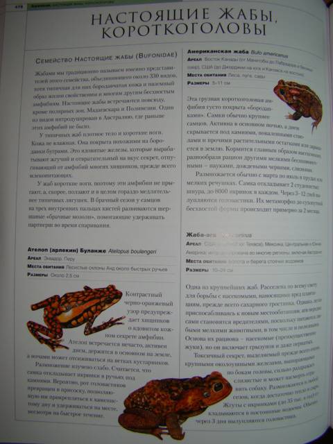 Иллюстрация 13 из 42 для Новейшая энциклопедия животных | Лабиринт - книги. Источник: D.OLGA