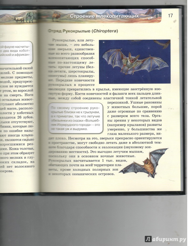Иллюстрация 47 из 64 для Млекопитающие | Лабиринт - книги. Источник: Никед