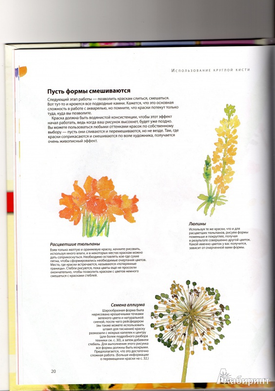 Иллюстрация 4 из 5 для Рисуем цветы акварелью за 30 минут - Фиона Перт | Лабиринт - книги. Источник: Nnezabudka