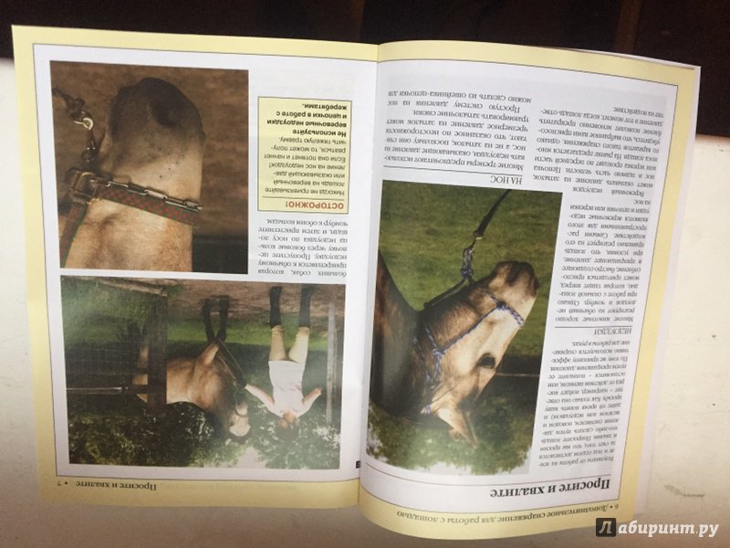 Иллюстрация 17 из 20 для Дополнительное снаряжение для работы с лошадью - Каролин Хендерсон | Лабиринт - книги. Источник: Krazy