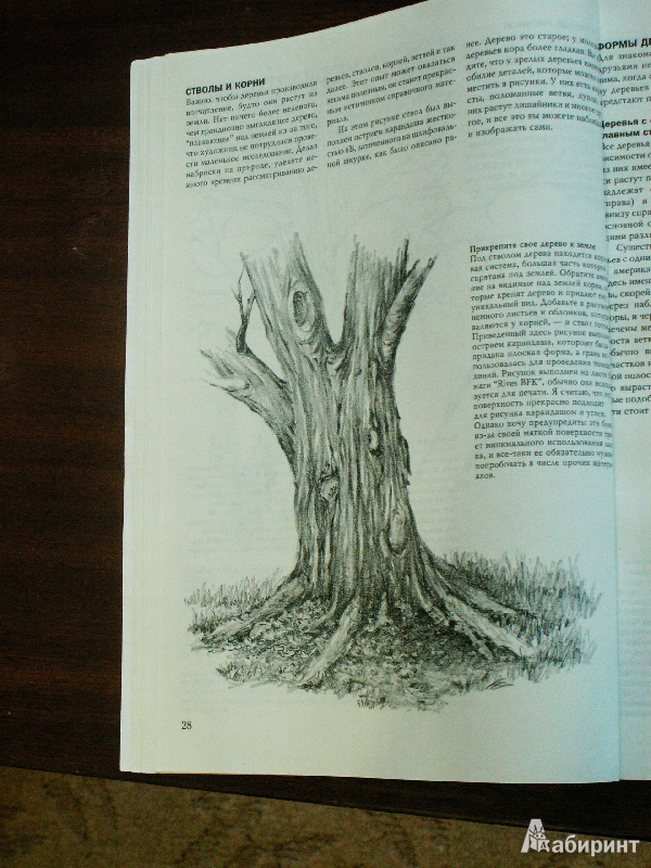 Иллюстрация 56 из 61 для Деревья - Стенли Молцмен | Лабиринт - книги. Источник: Воронина  Екатерина Фёдоровна