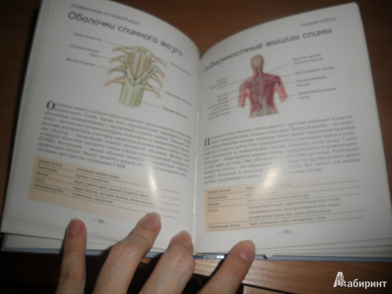 Иллюстрация 1 из 5 для Анатомия человека. Как работает ваше тело | Лабиринт - книги. Источник: юлия д.
