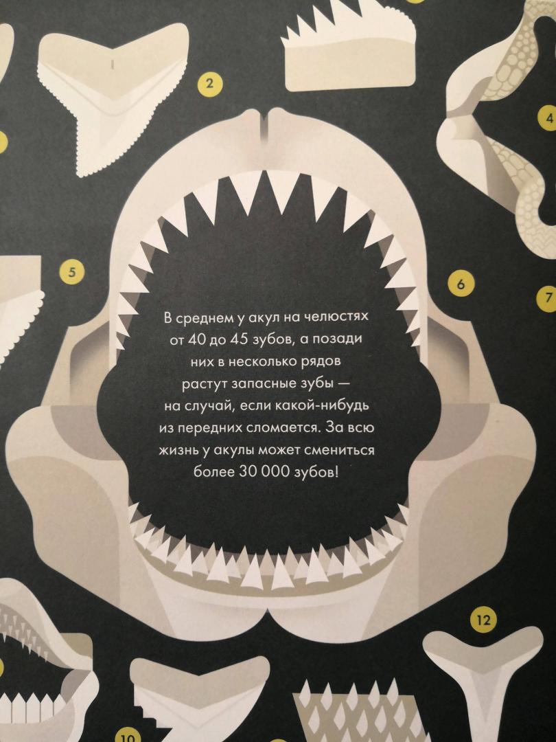 Иллюстрация 47 из 48 для Без ума от акул - Оуэн Дэйви | Лабиринт - книги. Источник: Фомовская Даша