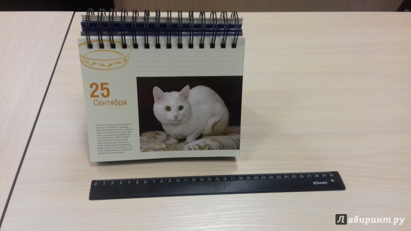 Иллюстрация 21 из 37 для Календарь "Котики. Лучшие кото-фото. 365 дней в году", универсальный - Евгения Гюнтер | Лабиринт - сувениры. Источник: lllena