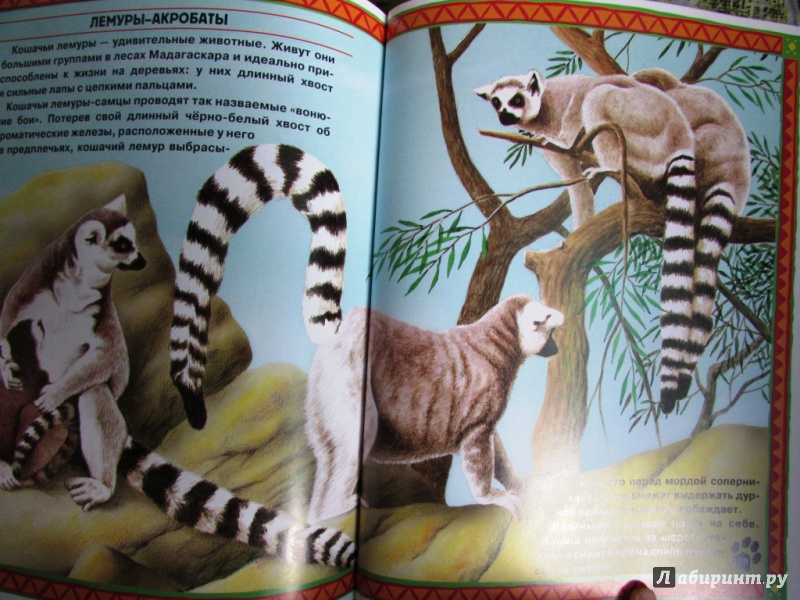 Иллюстрация 13 из 17 для Большие и маленькие. Интересные факты о животных | Лабиринт - книги. Источник: настя тимарг