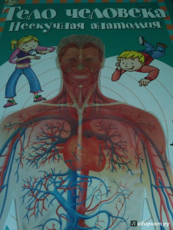 Иллюстрация 46 из 81 для Тело человека. Нескучная анатомия - Алехо Родригес-Вида | Лабиринт - книги. Источник: Лабиринт