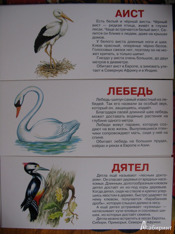 Иллюстрация 4 из 6 для Птицы. Набор карточек | Лабиринт - книги. Источник: Rusalochka-777