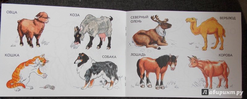 Иллюстрация 8 из 20 для Домашние животные. ФГОС ДО | Лабиринт - книги. Источник: Sweet mama