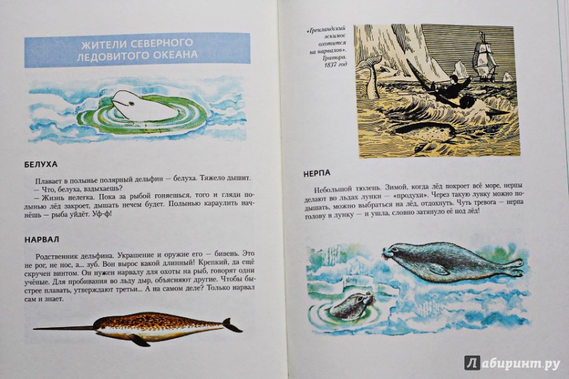 Иллюстрация 16 из 27 для В мире дельфина и осьминога - Святослав Сахарнов | Лабиринт - книги. Источник: Акико