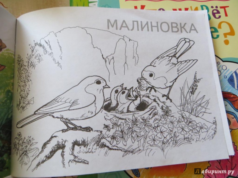 Иллюстрация 4 из 23 для Перелетные птицы | Лабиринт - книги. Источник: Ko-ren