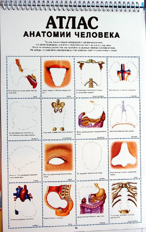 Иллюстрация 8 из 14 для Атлас анатомии человека с перекидными прозрачными постерами (малый) - Ганьон, Мерсеро | Лабиринт - книги. Источник: Валерия