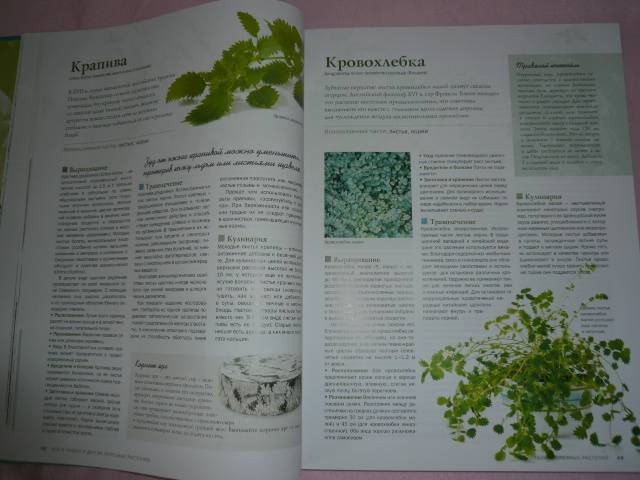 Иллюстрация 5 из 15 для Все о травах и других полезных растениях - Аллардайс, Баррет, Биткон | Лабиринт - книги. Источник: Nadezhda_S