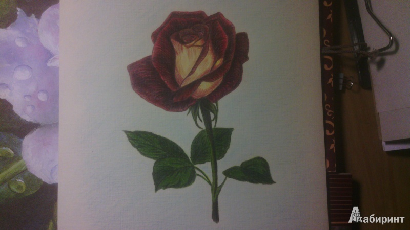 Иллюстрация 2 из 5 для Планшет для акварели "Розовый сад", 20 листов, А4 (ПЛРС/А4) | Лабиринт - канцтовы. Источник: val21